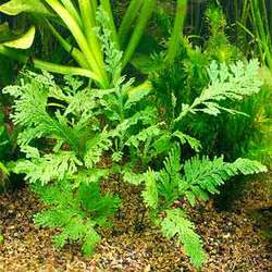 Manufacturers Exporters and Wholesale Suppliers of Aquarium Plants Faridabad Haryana